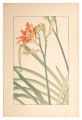 Bush sedge