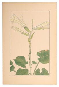 <strong>Sugiura Hisui</strong><br>Heartleaf lily