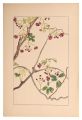 five-leaf Akebia