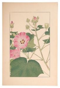 <strong>Sugiura Hisui</strong><br>Cotton Rosemallow