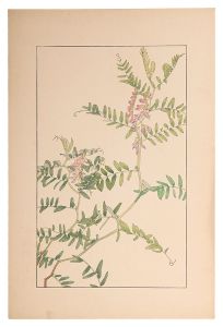 <strong>Sugiura Hisui</strong><br>Tufted vetch