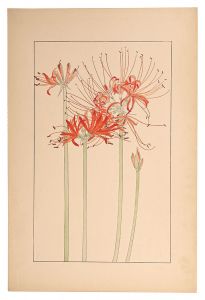 <strong>Sugiura Hisui</strong><br>Red spider lily