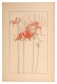 Red spider lily