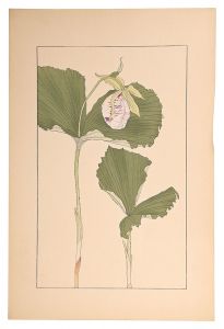 <strong>Sugiura Hisui</strong><br>Japanese lady's slipper