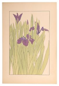 <strong>Sugiura Hisui</strong><br>Water iris