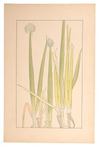 <strong>Sugiura Hisui</strong><br>Welsh onion