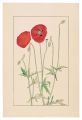 Shirley Poppy,Corn Poppy