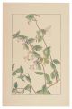 Honeysuckle