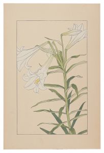 Trumpet Lily / Sugiura Hisui