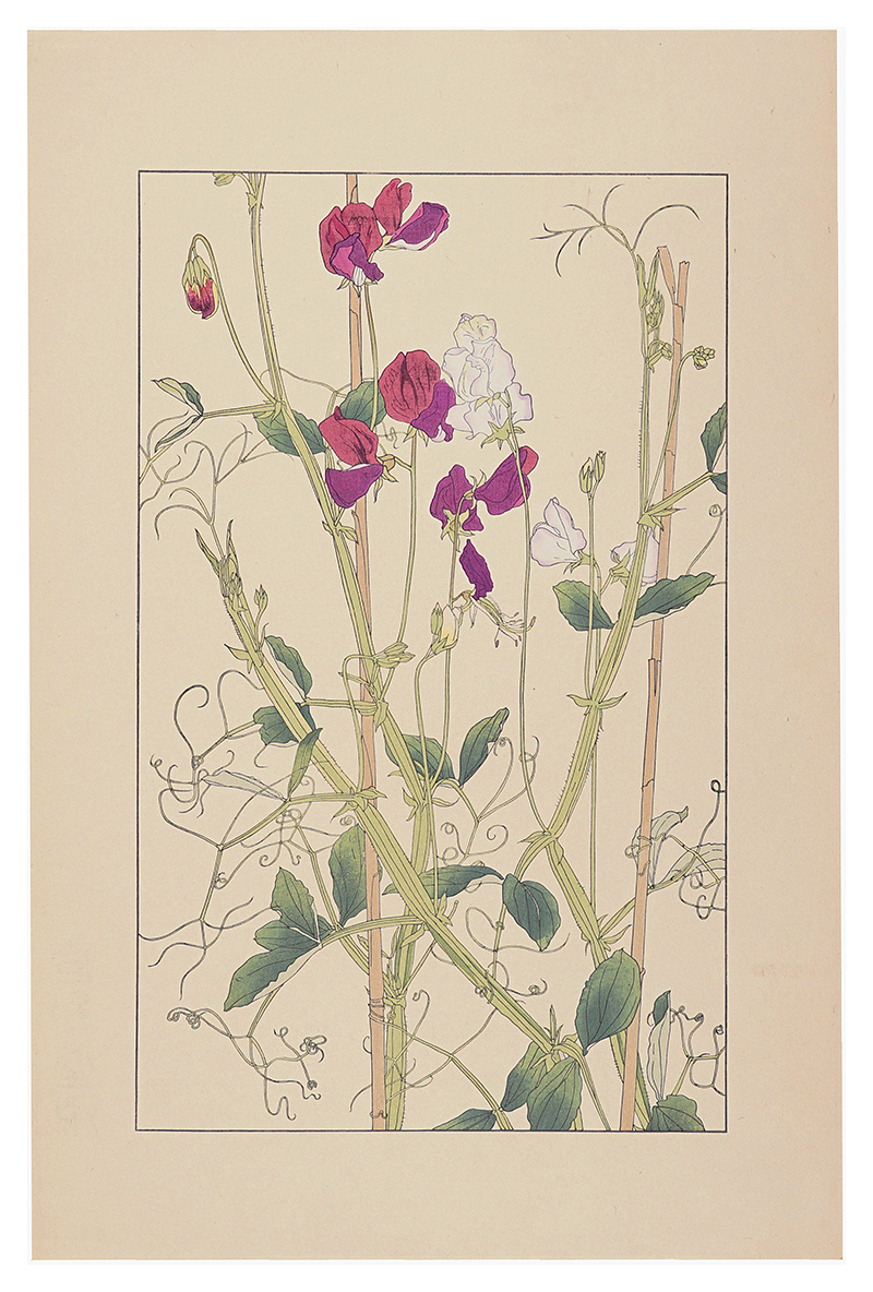 杉浦非水「麝香蓮理草」