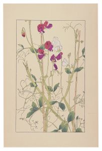 Sweet pea / Sugiura Hisui