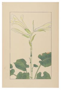 Cardiocrinum cordatum / Sugiura Hisui
