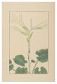 Cardiocrinum cordatum
