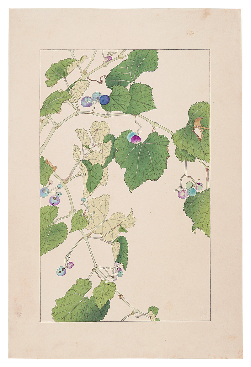 Sugiura Hisui “Ampelopsis”