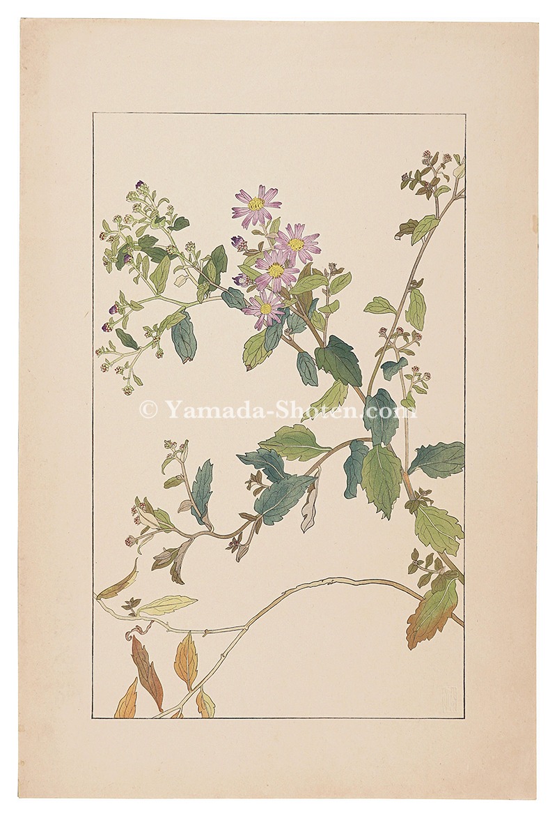 Sugiura Hisui “Wild Aster”
