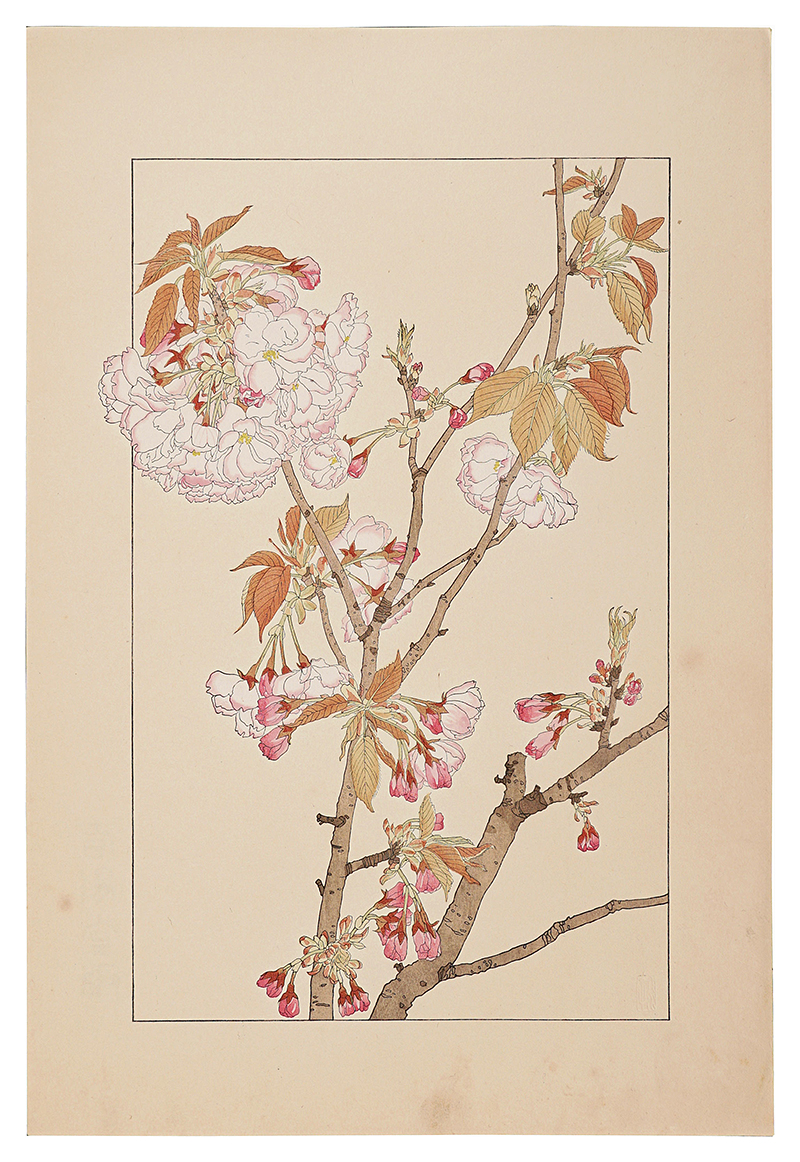 杉浦非水「八重桜」