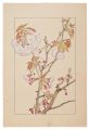 Double Cherry Blossom
