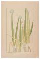 Welsh Onion