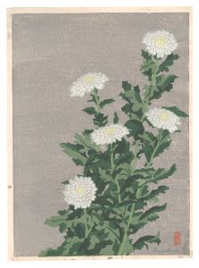 四題ノ内　白菊　／　前田政雄