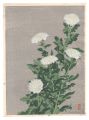White Chrysanthemum