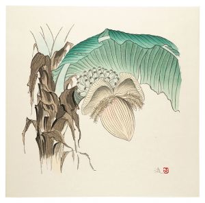 実芭蕉 / 牧進