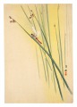 Dragonfly (tentative title)